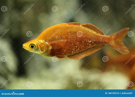 Glossolepis Incisus Or Red Rainbowfish Fish Swimming Underwater Stock