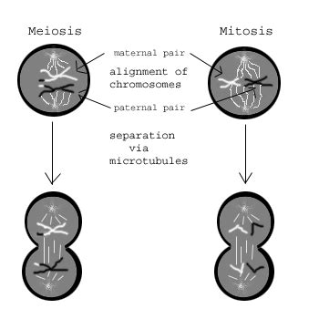 Telophase 1 Meiosis Diagram