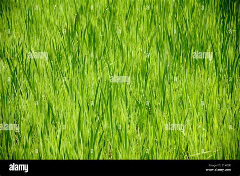 Water grass hi-res stock photography and images - Alamy