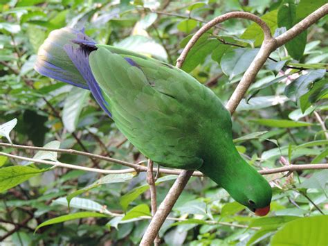 Eclectus Project Noah