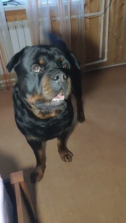 Пойдем погуляем 🐕😊 - YouTube