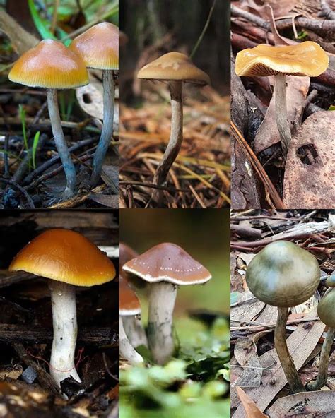 How To Identify Magic Mushrooms | DoubleBlind Mag | Stuffed mushrooms ...