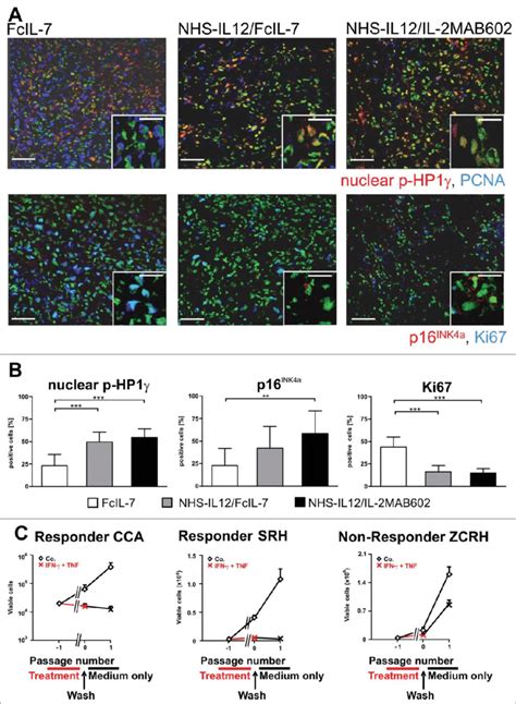 Induction Of Senescence Markers And Antiproliferative Effect Of