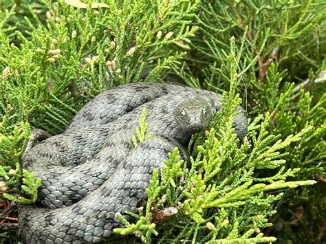 dice snake, i believe? found in Balatonföldvár, Hungary : r/whatsthissnake