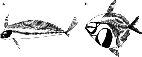 Oarfish Skeleton