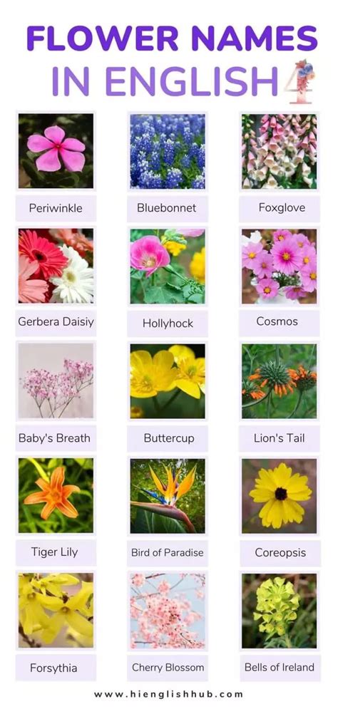 59 Pretty Flower Names In English With Pictures And Meanings Hi