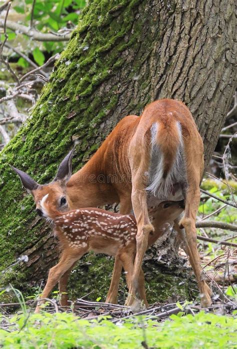 2,124 Baby White Tailed Deer Stock Photos - Free & Royalty-Free Stock ...