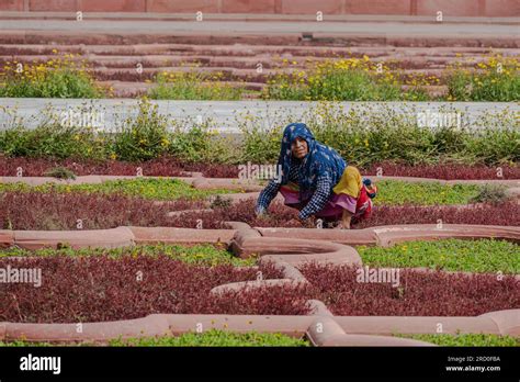 Agra India April A Long Distance Photo Of A Woman Weeding A Garden Under The Hot