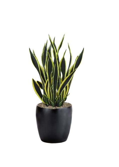 Sansevieria Black Gold | Phillip's Interior Plants & Displays
