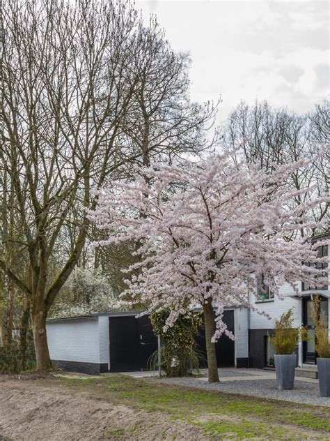 Prunus Subhirtella Autumnalis Tuinplantenwinkel Nl