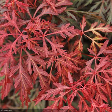 Japanese Maple, Orangeola CT 24"-30" – Greenwood Creek Nursery