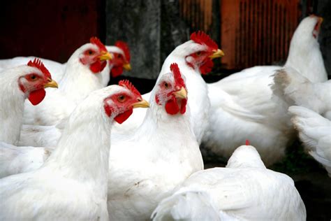 Comment démarrer un élevage de poulet de chair au Sénégal Pages