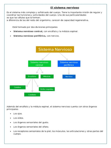 Pdf El Sistema Nervioso Dokumen Tips