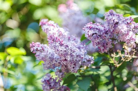 Premium Photo | Beautiful purple lilac in the summer garden in daylight