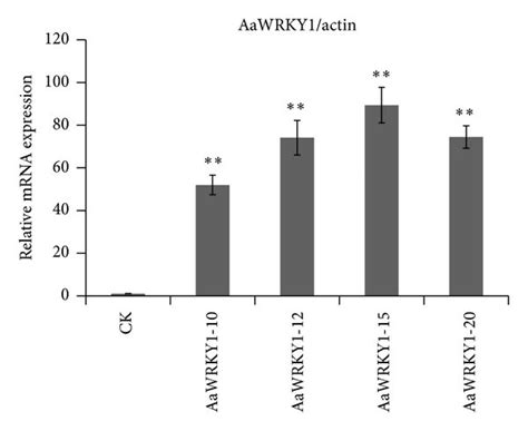 Expression Analysis Of Wrky And Enzymes In Artemisinin Biosynthetic