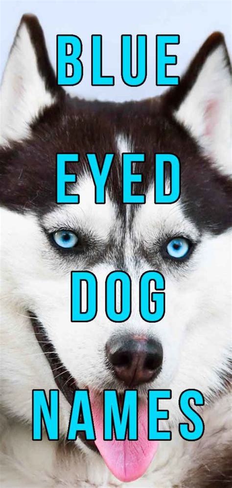 Blue Eyed Dog Names - The Best Name For Your Beautiful Pup