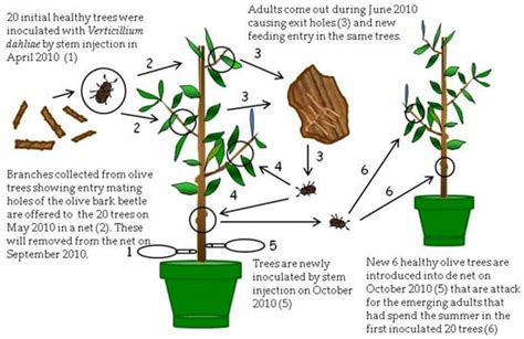 Pathogens Special Issue Soil Borne Plant Pathogenic Fungi