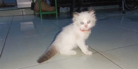 Open Adopt Kucing Ras Ragdoll Warna Putih Mix Coklat Khas Ragdoll