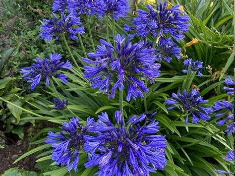 Agapanthus Ever Sapphire Bright Blue 2L Merryhatton Garden Centre