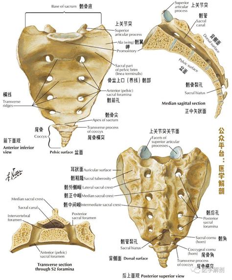 骶尾椎解剖图x线 千图网
