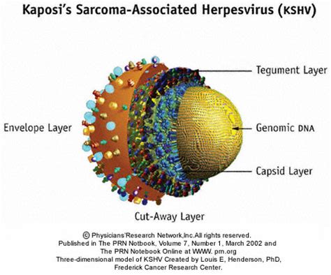 Kaposis Sarcoma Associated Herpesvirus The Dark Park