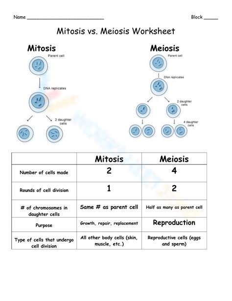 Free Printable Mitosis Verses Meiosis Worksheets Worksheets Library