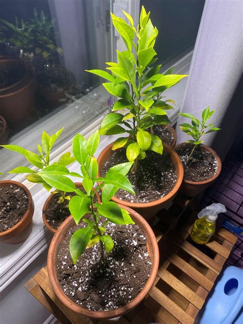 why is canary losing weight indoors 4