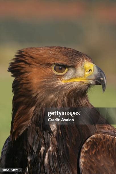 Golden Eagle Scotland Photos and Premium High Res Pictures - Getty Images