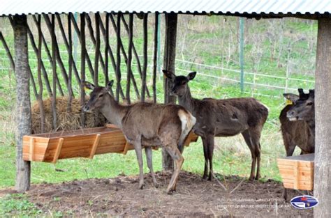 Caucasian Red Deer Returned Armenia Ecolur