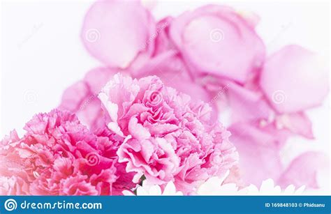 Pink Carnations Flower For Mother`s Day On Background Stock Image