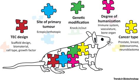 Rational Design Of Mouse Models For Cancer Research Trends In