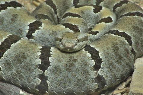 Photo 817 09 Striped Snake Sleeping In Houston Zoo Houston Texas