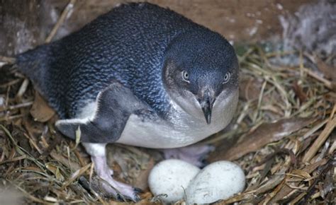 Os Fantásticos Animais Do Planeta Pinguim Azul A Menor Espécie De