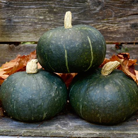 Sweet Mama Winter Squash Seed Territorial Seed