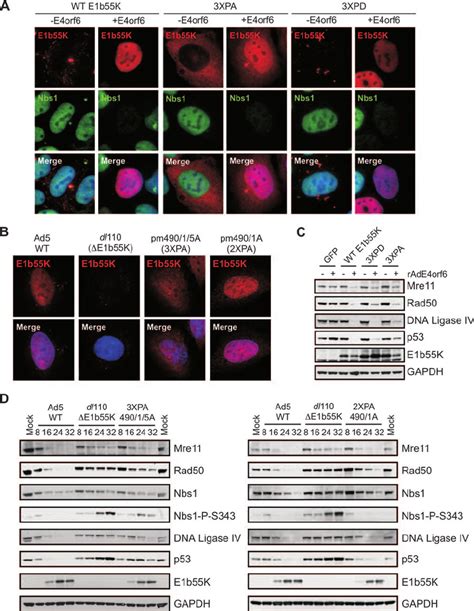 The Phosphorylation Of E B K Is Required For Correct Cellular