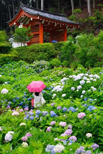 Mophead Hydrangea Photos License Unique Travel Photos Lookphotos