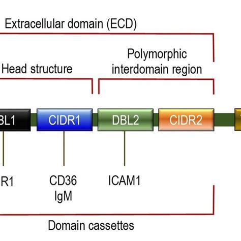 The Rbc Binding Site Of Pfemp1 A The Head Structure Mauve Nts