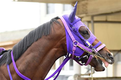 【佐賀競馬・サマーチャンピオン】53キロを味方に古馬重賞制覇へ挑むコンバスチョン 競馬ニュース・特集なら東スポ競馬