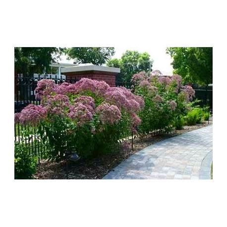 Sadziec Plamisty Atropurpureum Eupatorium Maculatum ALBAMAR