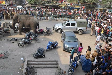 Lost Elephant Runs Amok In Indian Town Nbc News