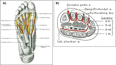 Plantar Foot Anatomy Diagram