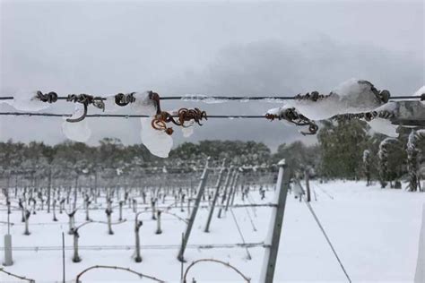 Fotos Tapferer Kampf Gegen Frostsch Den Falstaff