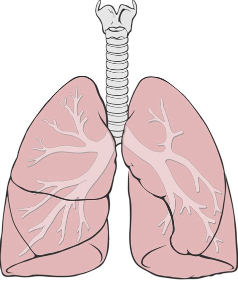 Lung Labelling Diagram Quizlet