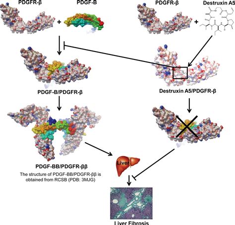 Targeting the PDGF B PDGFR β Interface with Destruxin A5 to Selectively