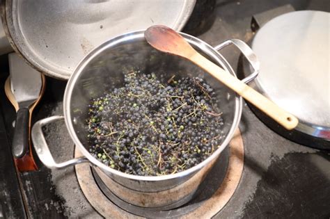 Can You Eat Wild Grapes 5 Ways To Use Them From Scratch Farmstead