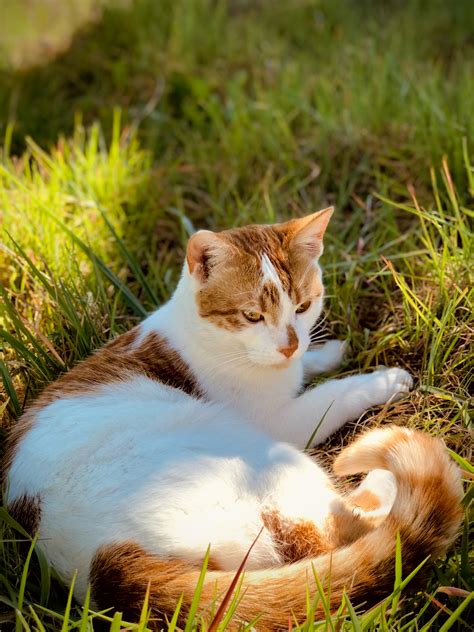 Cat Lying Down · Free Stock Photo