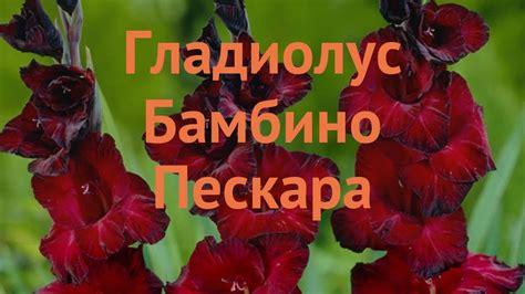 Гладиолус бамбино Пескара (gladiolus) 🌿 Пескара обзор: как сажать ...