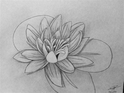 Lily Tattoo Sketch at PaintingValley.com | Explore collection of Lily ...