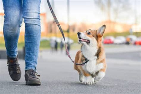 Comment apprendre le pas bouger à son chien