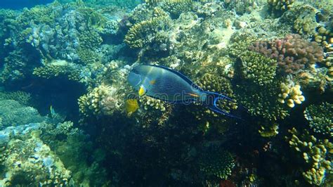 Sohal Surgeonfish Or Sohal Tang Or Arabian Surgeonfish Acanthurus